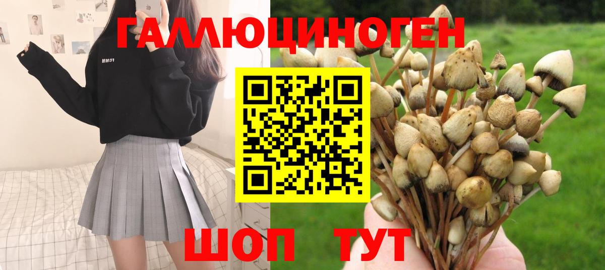Галлюциногенные грибы GOLDEN TEACHER Владикавказ